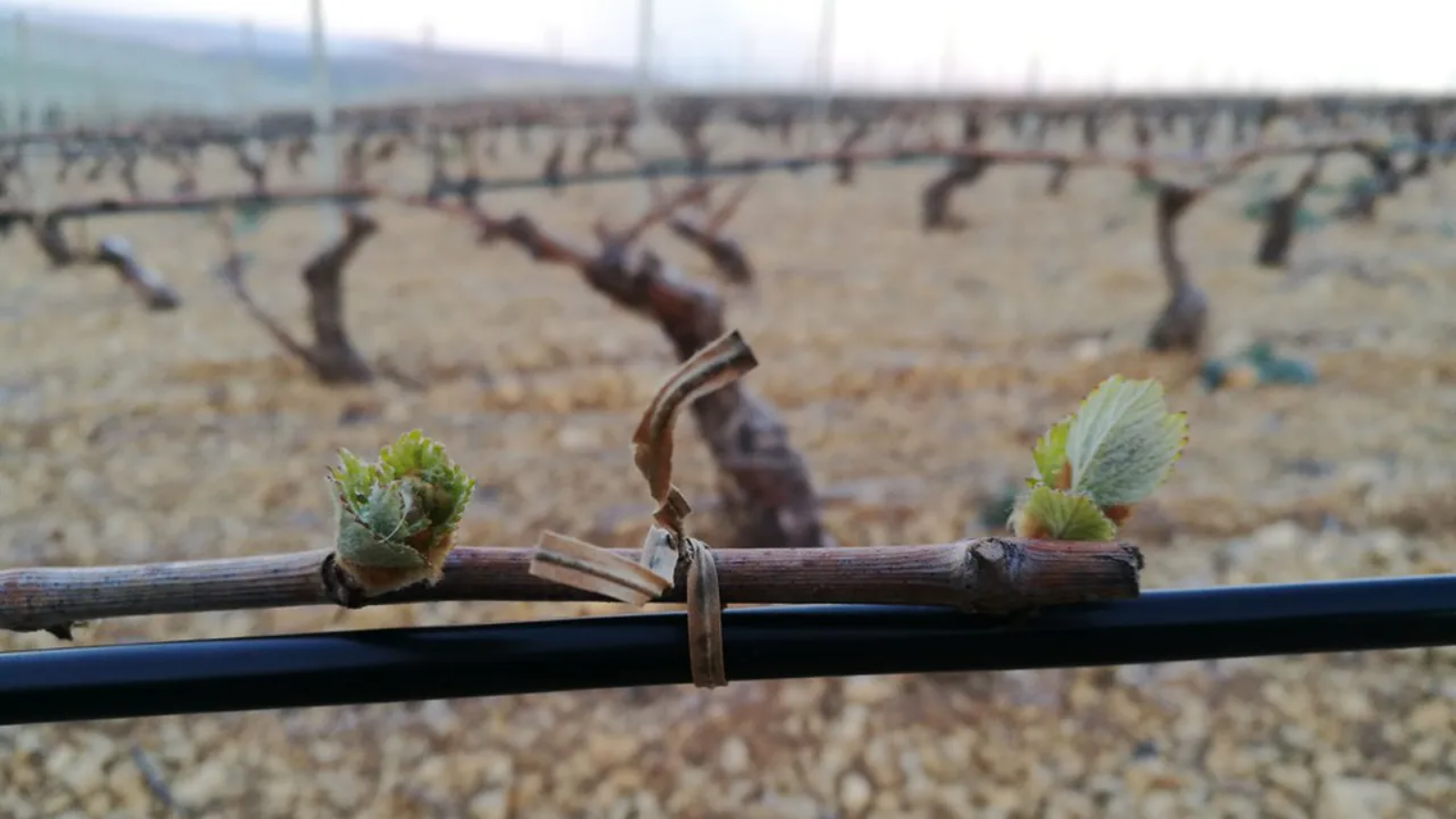 Vo Francúzsku úspešne otestovali inovatívnu ochranu viniča