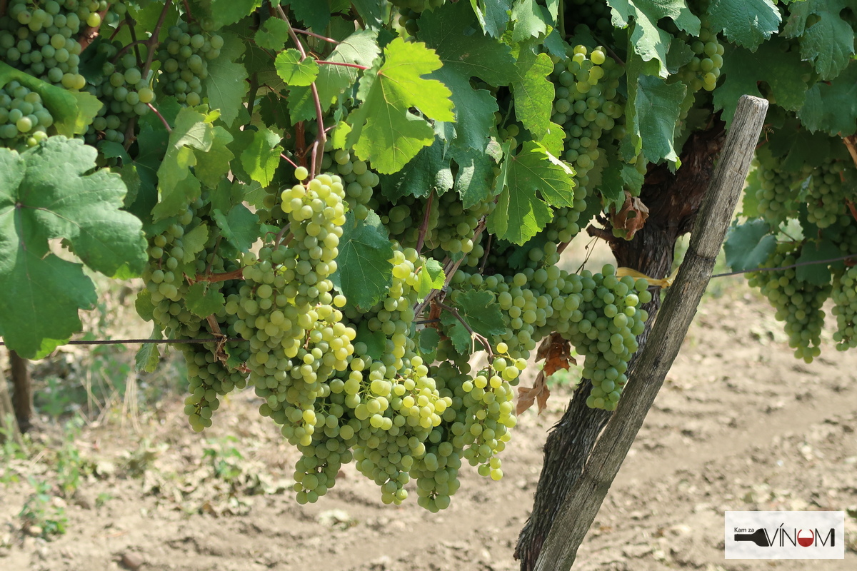 SMIECH CEZ SLZY: Čaká nás výborný ročník slovenských vín. Časť hrozna i tak zostala vo vinohradoch