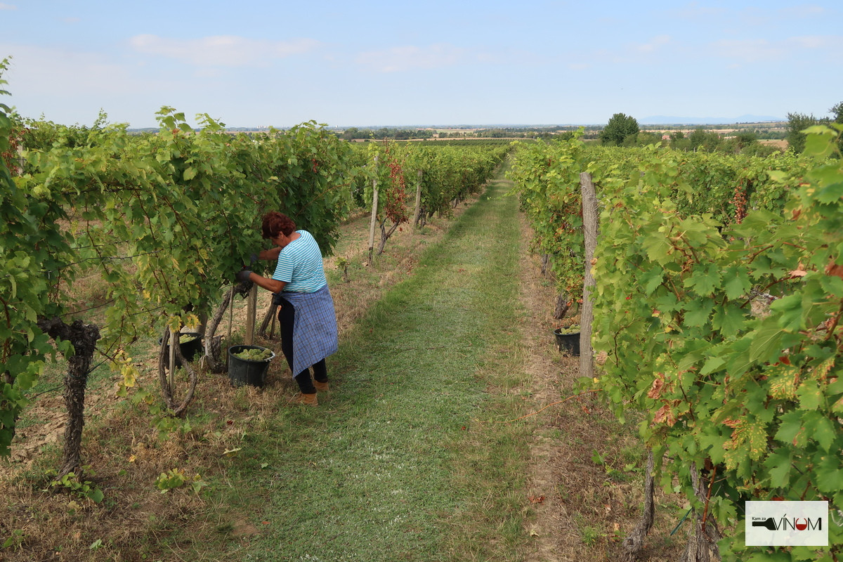 V roku 2021 sa očakáva ďalší pokles výmery rodiacich vinohradov na Slovensku