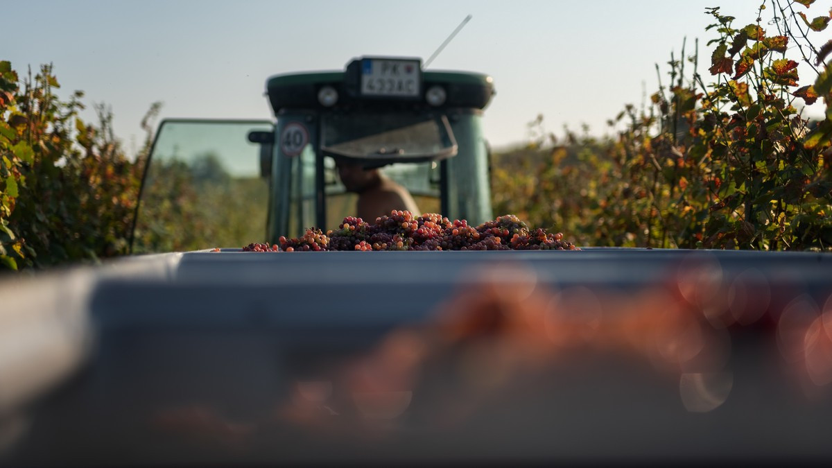Rok z pohľadu vinára: zastrkovanie letorastov, redukcia a zber úrody
