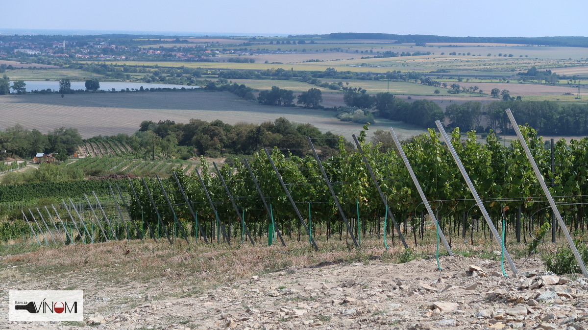 Slovenské vinárstvo čelí kríze: Hrozí nášmu vínu koniec?