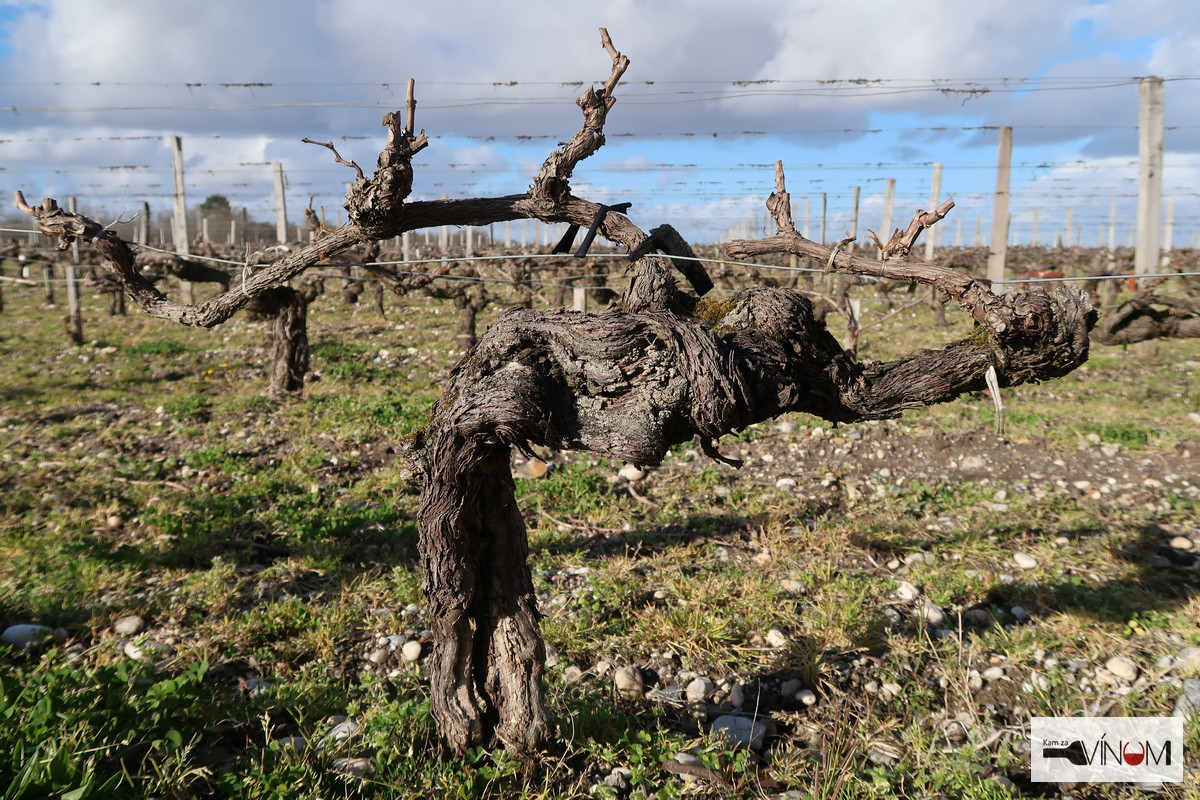 Bordeaux odpovedá na klimatické zmeny povolením pre nové odrody