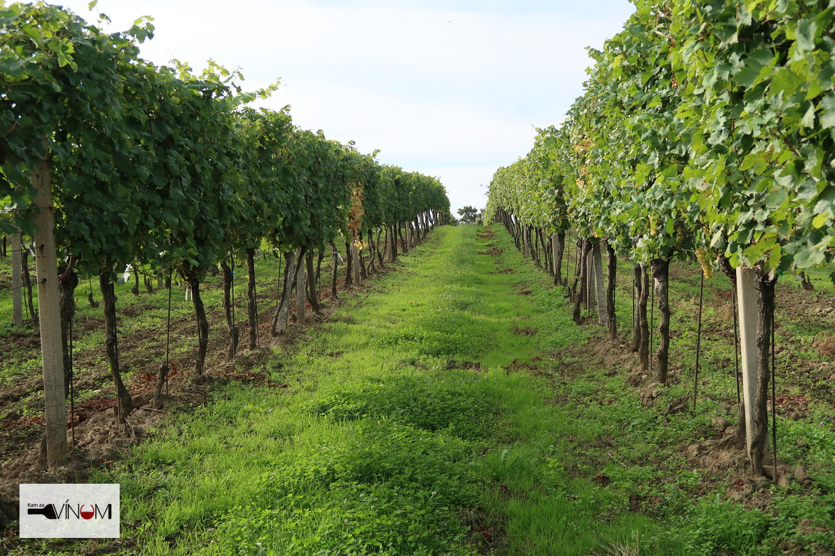 Slovenské vinohradníctvo je v najhoršom stave za posledných 30 rokov