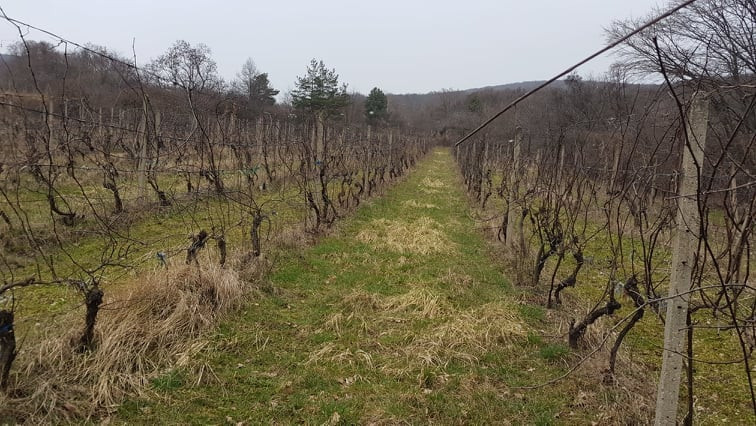 VÝZVA: Pomôžte zachrániť vinohrady vo Vajnoroch