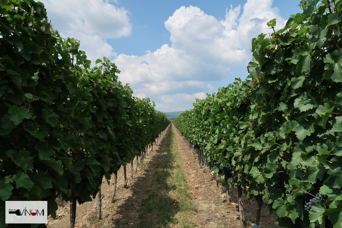 Klimatické zmeny môžu slovenským vinohradníkom paradoxne pomôcť