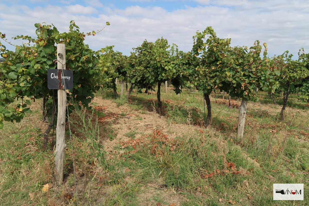 Výzva vláde SR na reformy pomerov vo vinohradníctve a vinárstve