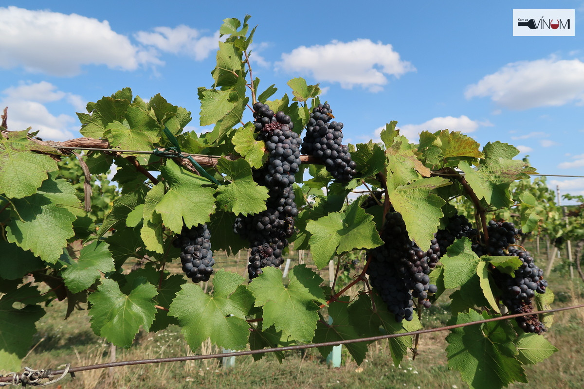 Slovenskí vinohradníci očakávajú jeden z najhorších rokov, najmä kvôli lacnému dovozu